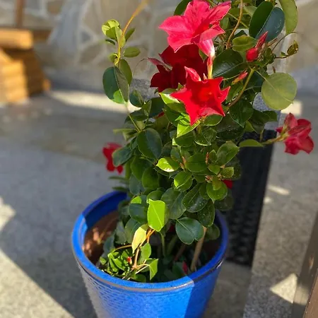 Kwatera prywatna Aurinia *