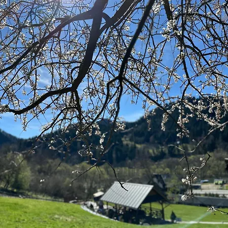 Aurinia Kwatera prywatna *