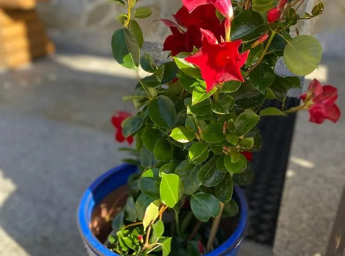 Ubytování v soukromí Aurinia *